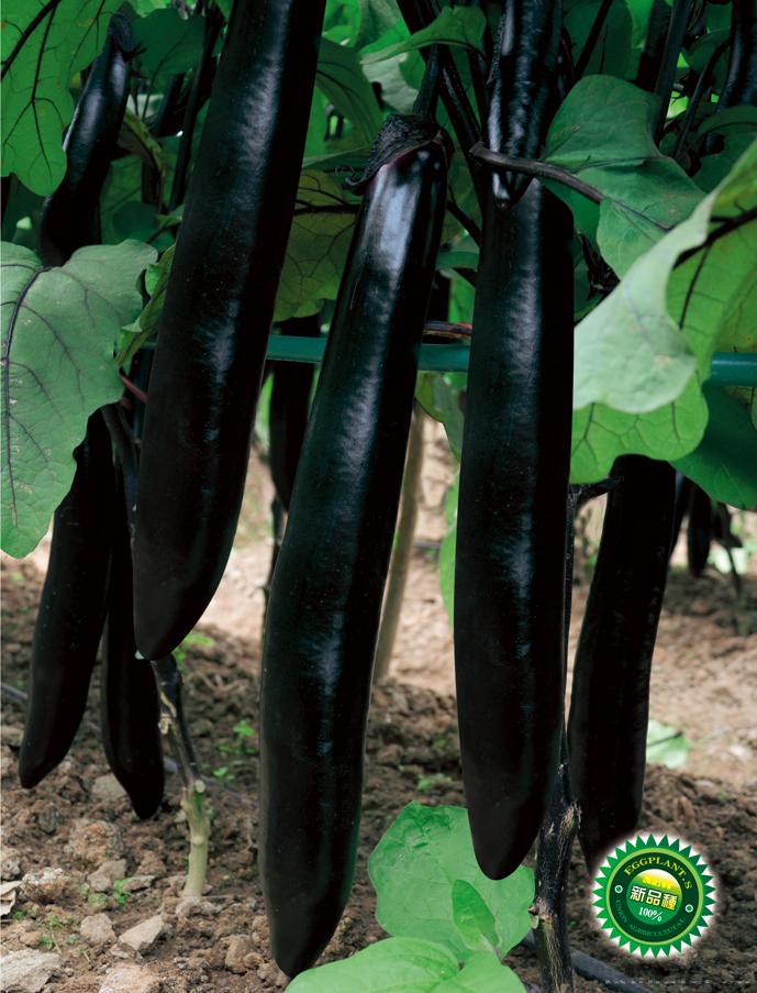 供应优耐墨茄1018—茄子种子