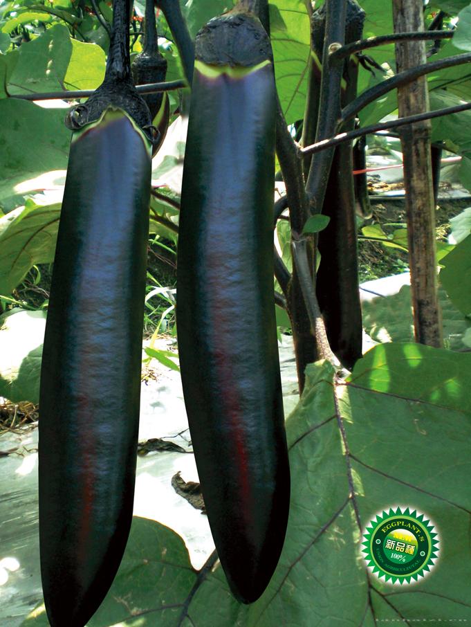 供应优耐墨茄1016—茄子种子