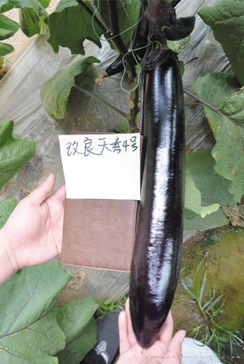 供应改良天秀4号—茄子种子 