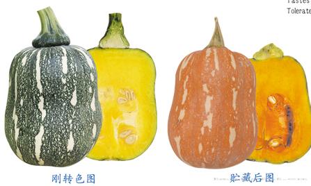 供应香芒—南瓜种子 