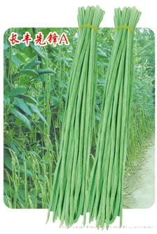 供应长丰先锋A —豇豆种子 