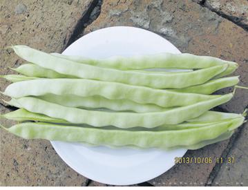 供应丰抗美玉—架豆种子 