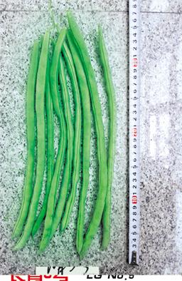 供应长青5号—架豆种子 