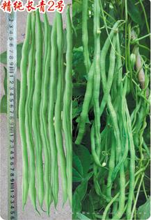 供应精纯长青2号—架豆种子 
