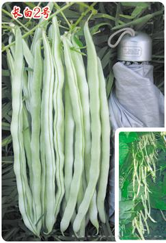 供应长白2号—架豆种子 