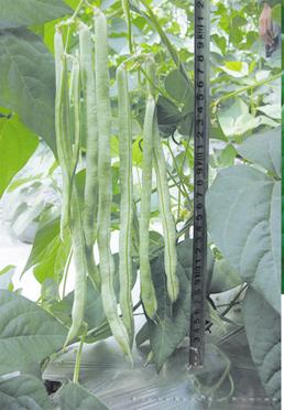 供应早佳98-6—架豆种子 