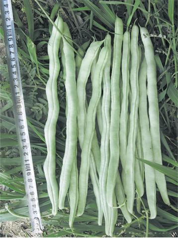 供应精纯长白1号—架豆种子 