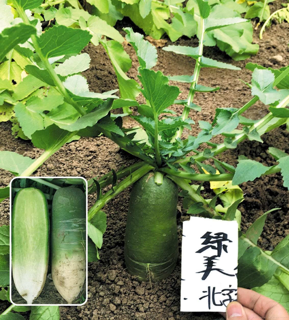 供应绿美萝卜—萝卜种子 