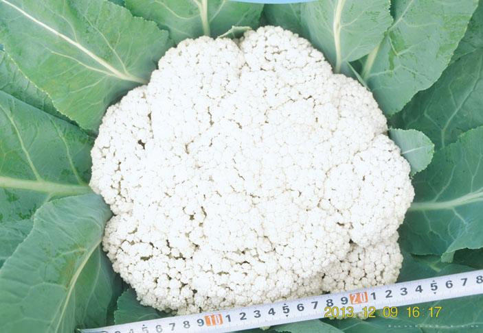 供应松甜100—花椰菜种子 