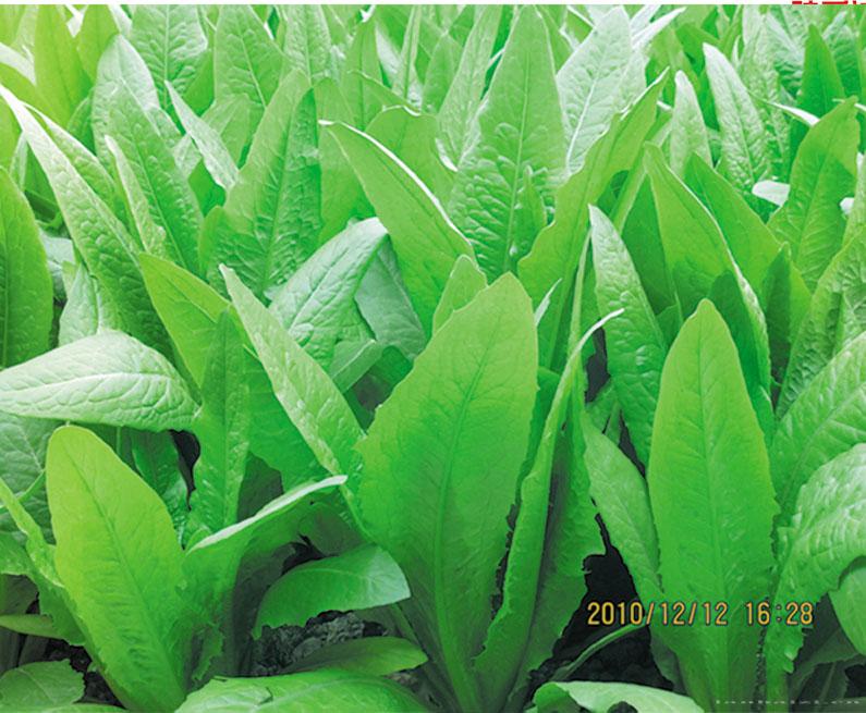 供应翠香油麦菜—油麦菜种子 