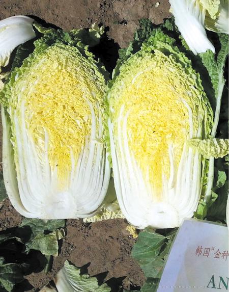 供应美娃娃—白菜种子 