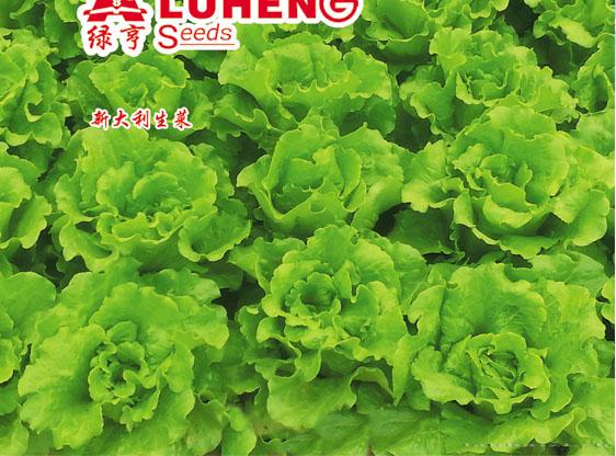 供应新大利生菜—生菜种子 