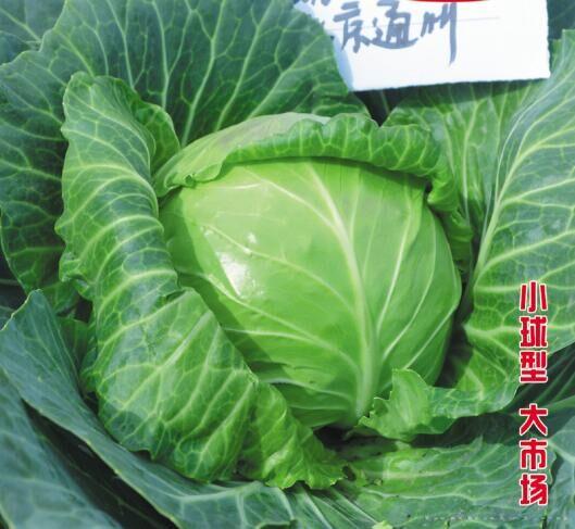 供应鼎绿—甘蓝种子 