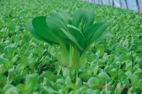 供应欣绿—青梗菜种子 