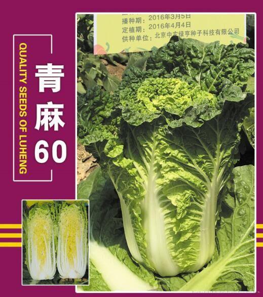 供应青麻60—白菜种子 