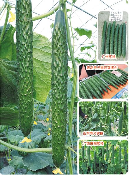 供应津正®A206—黄瓜种子 
