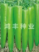 鸿丰38——尖椒种子
