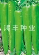 鸿丰309——尖椒种子