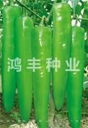 鸿丰509——尖椒种子