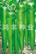 鸿丰大长王——尖椒种子