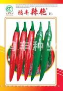 鸿丰辣艳——尖椒种子