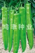 鸿丰长椒——尖椒种子