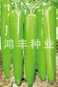 精品皇冠——尖椒种子