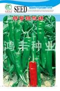 特号辣椒妹——尖椒种子