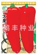大果红秀——泡椒种子