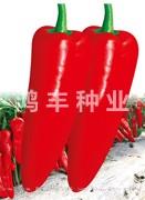红丰18——泡椒种子