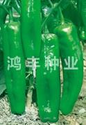 鸿丰青秀——泡椒种子