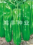 早翠9号——泡椒种子