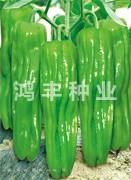 早翠16号——泡椒种子