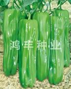 早翠26号——泡椒种子