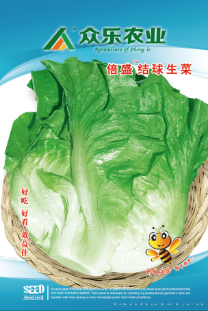倍盛结球生菜