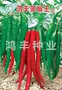 鸿丰条椒王——线椒种子