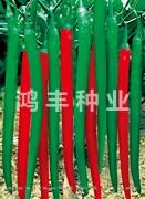 鸿丰香辣——线椒种子