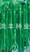 鸿辣——线椒种子