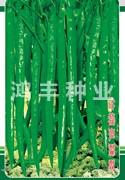 极品线椒王——线椒种子