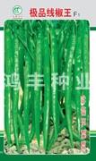 极品线椒王——线椒种子