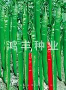 辣翠二号——线椒种子