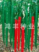 辣翠三号——线椒种子