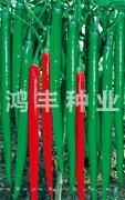 辣艳23——线椒种子