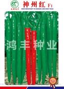 神州红——线椒种子