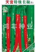 天宫特级长椒——线椒种子