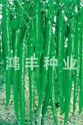 天辣长丰——线椒种子