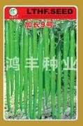 加长9号——线椒种子