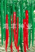 辣翠十二号——线椒种子