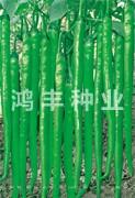 辣顺8号——线椒种子