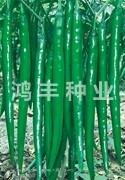 辣艳12号——线椒种子